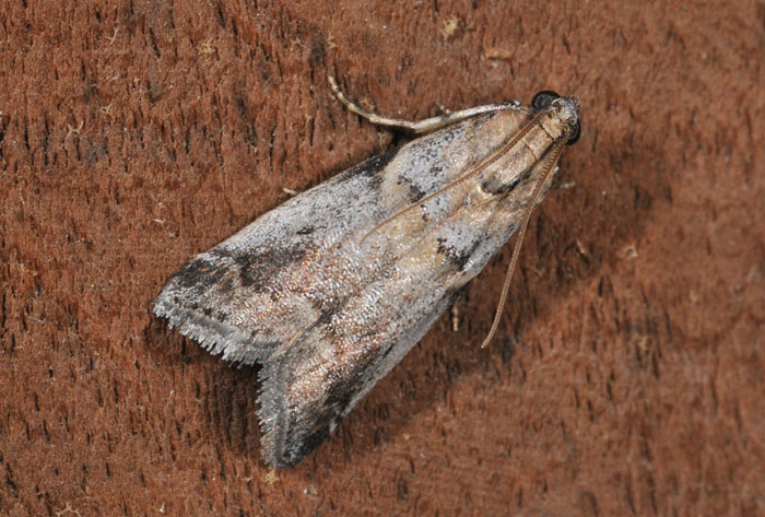 Pyralidae 6